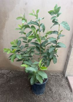 Guava Tree