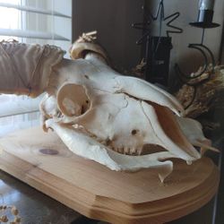 Real Mounted Ram Skull