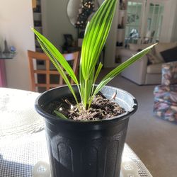 Palm Tree Seedlings 
