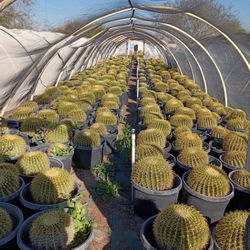Golden Barrel Cactus