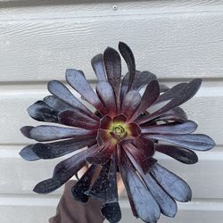 4” Black Rose Aeonium