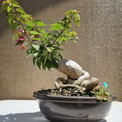 Old Bougainvillea RED Bonsai Tree ___ L12,W9,H15 ___ PLASTIC POT ___This picture was taken on April 18 , 2026 ___ It is a hardy tree which is ea
