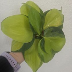 Philodendron Brasil Plant Cuttings