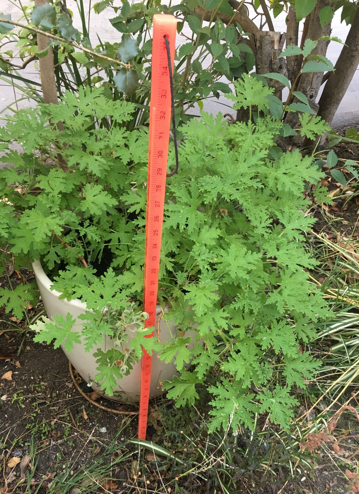 Scentful plant in HUGE Porcelain planter(~10 gallons)