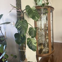 Philodendron Punctata with moss pole large white and green variegated leaves