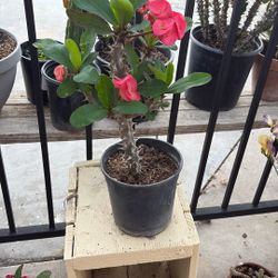 Corona De Cristo