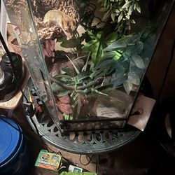 Crested Gecko And Tropical Habitat