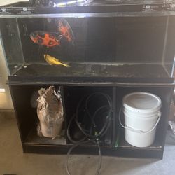 Fish Tank 