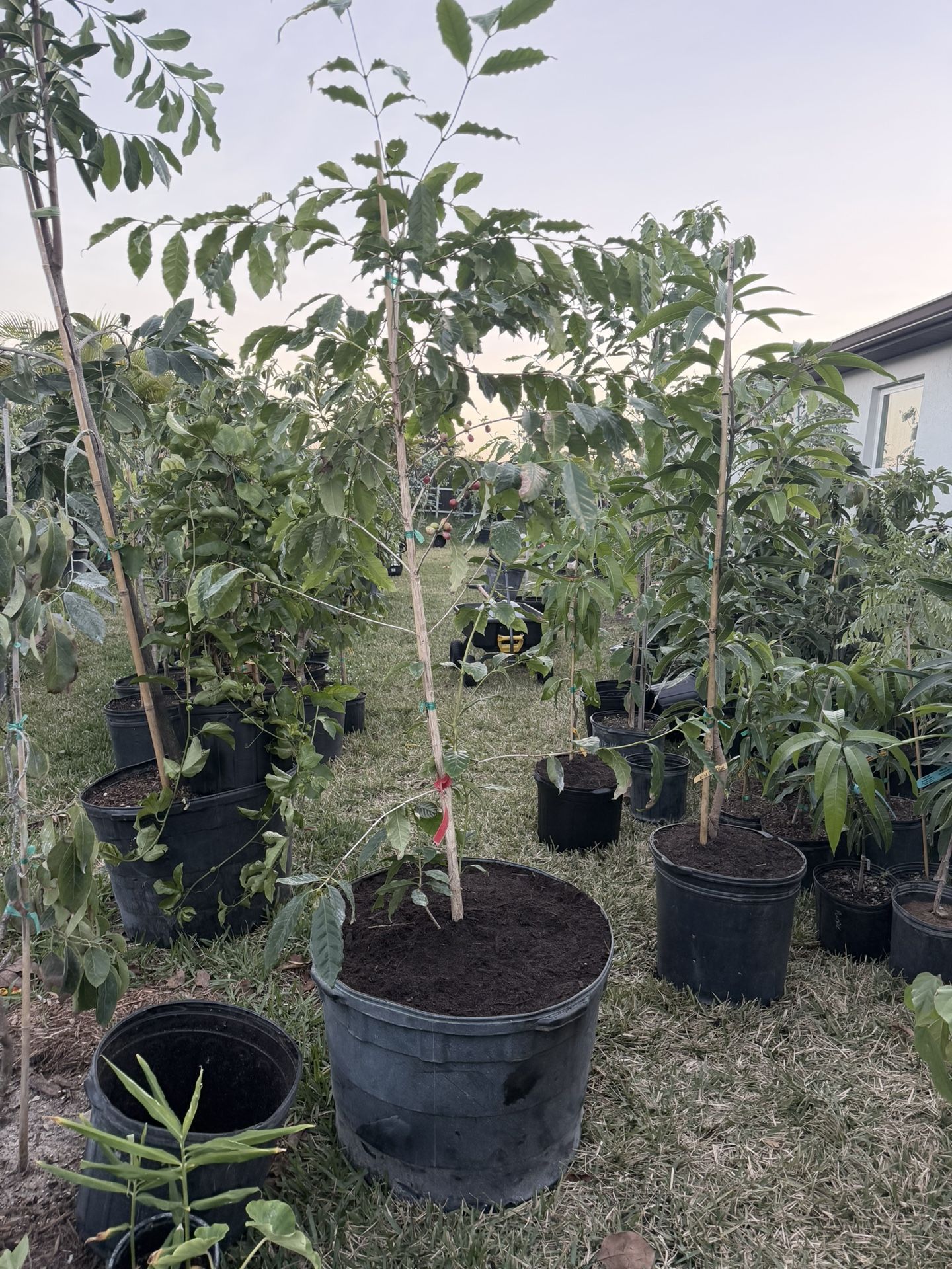 Café Arabica 25 Gal