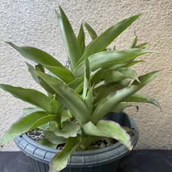 Callisia Fragans Plant