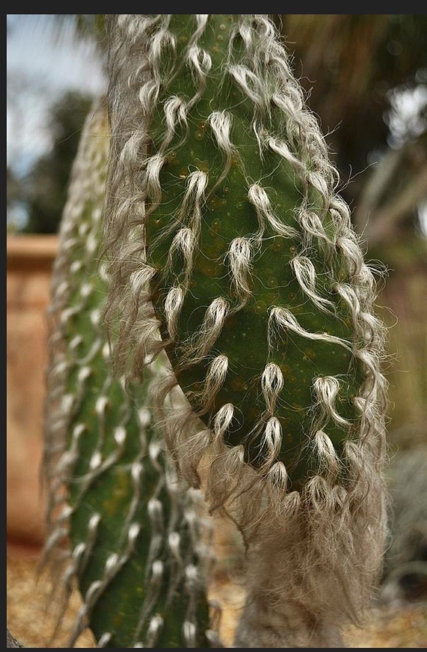 Cacti And Tool Set