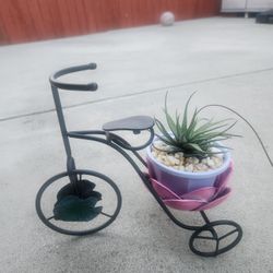Haworthia Zebrina succulent with bike stand 
