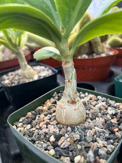 Cyphostemma juttae Caudiciform Succulent Tree in 4-5inch Pots