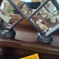 Petrified Wood & Rock Displays