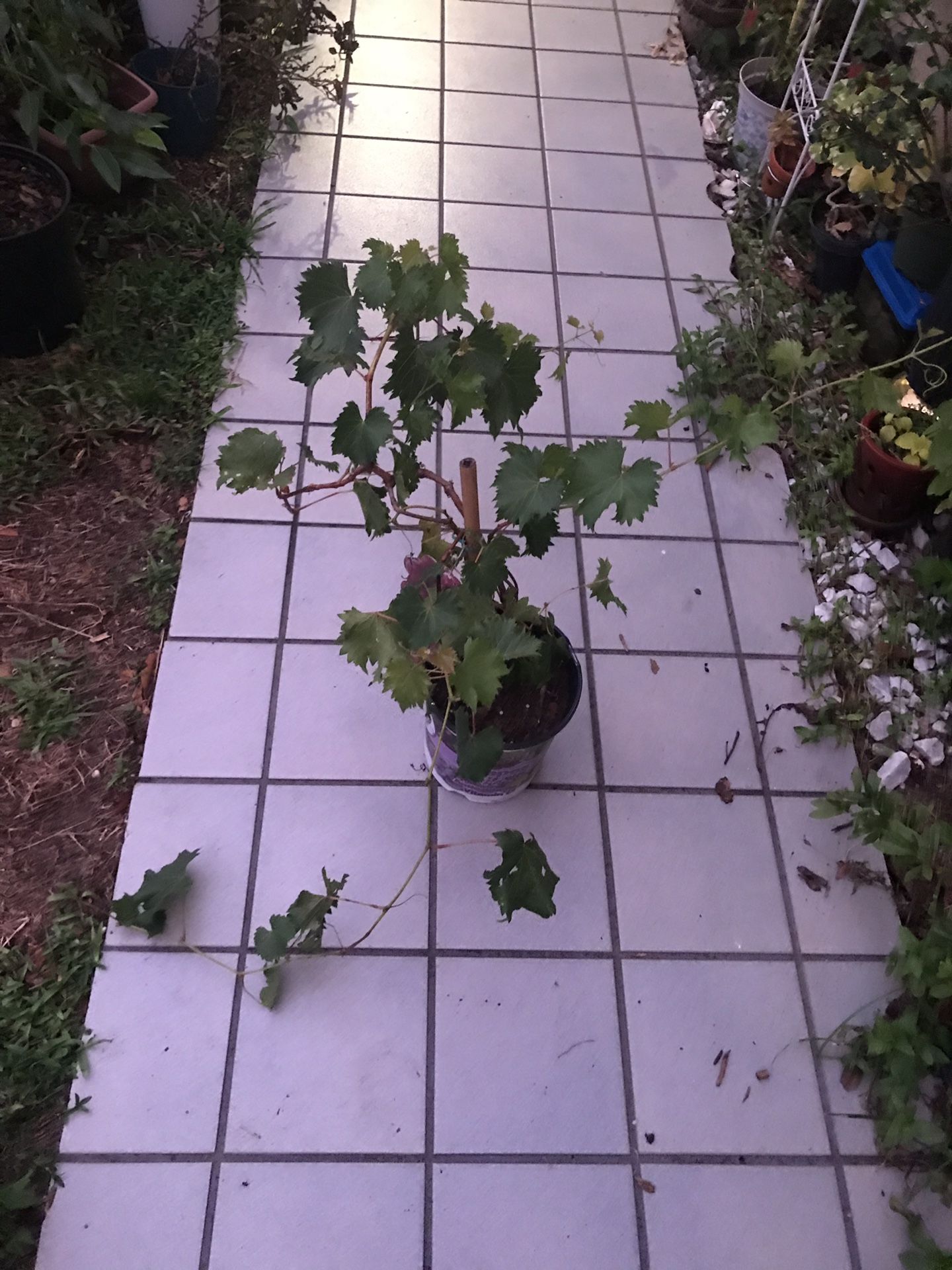 Grape tree.
