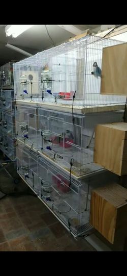 B1ird Cage