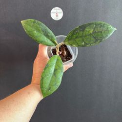 Hoya Cosmos