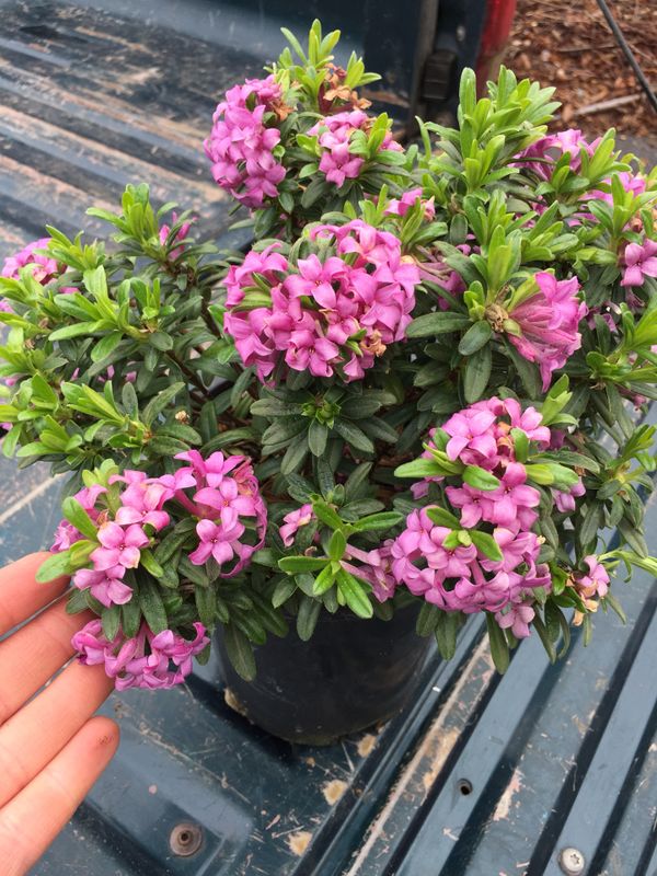 Daphne ‘Lawrence Crocker’ Dwarf Evergreen Shrub, Plant, 1 Gallon for