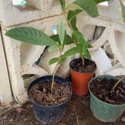 Loquat Tree