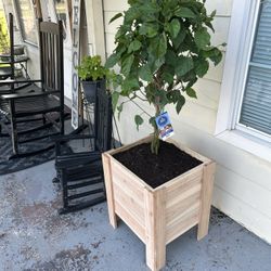 Cedar Wood Planters