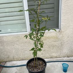 Cherry Tomatoes Plants