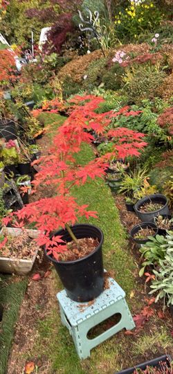 Japanese Maple Tree