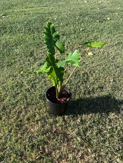 Alocasia Portora