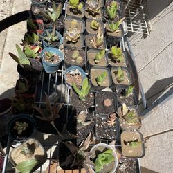 plants for 2$