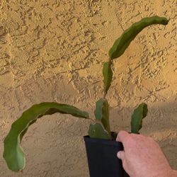 Pitaya Dragon Fruit Plant