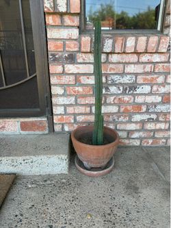 Rustic Terra cotta pot with San Pedro cactus