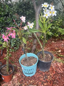 Varying Plumeria In Pot