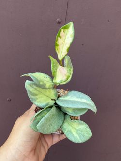 Hoya argéntea princess