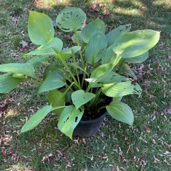 Hosta Plant In Pot