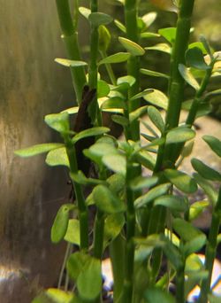 Live Aquatic Stem Plant Cuttings