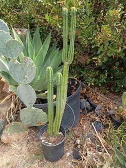 San Pedro cactus plant rooted