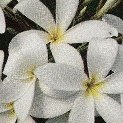 Plumeria Tree (Sierra Madre) - Tropical Flowering Tree