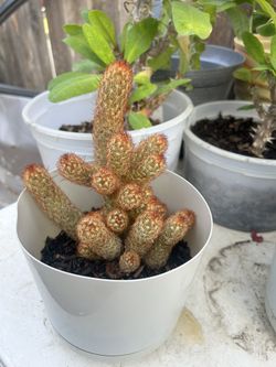 Cactus Plant 