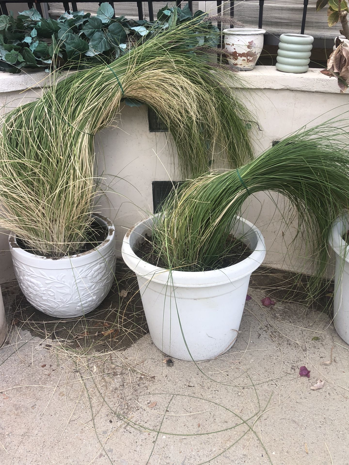 Wild Grass -with Big Pots