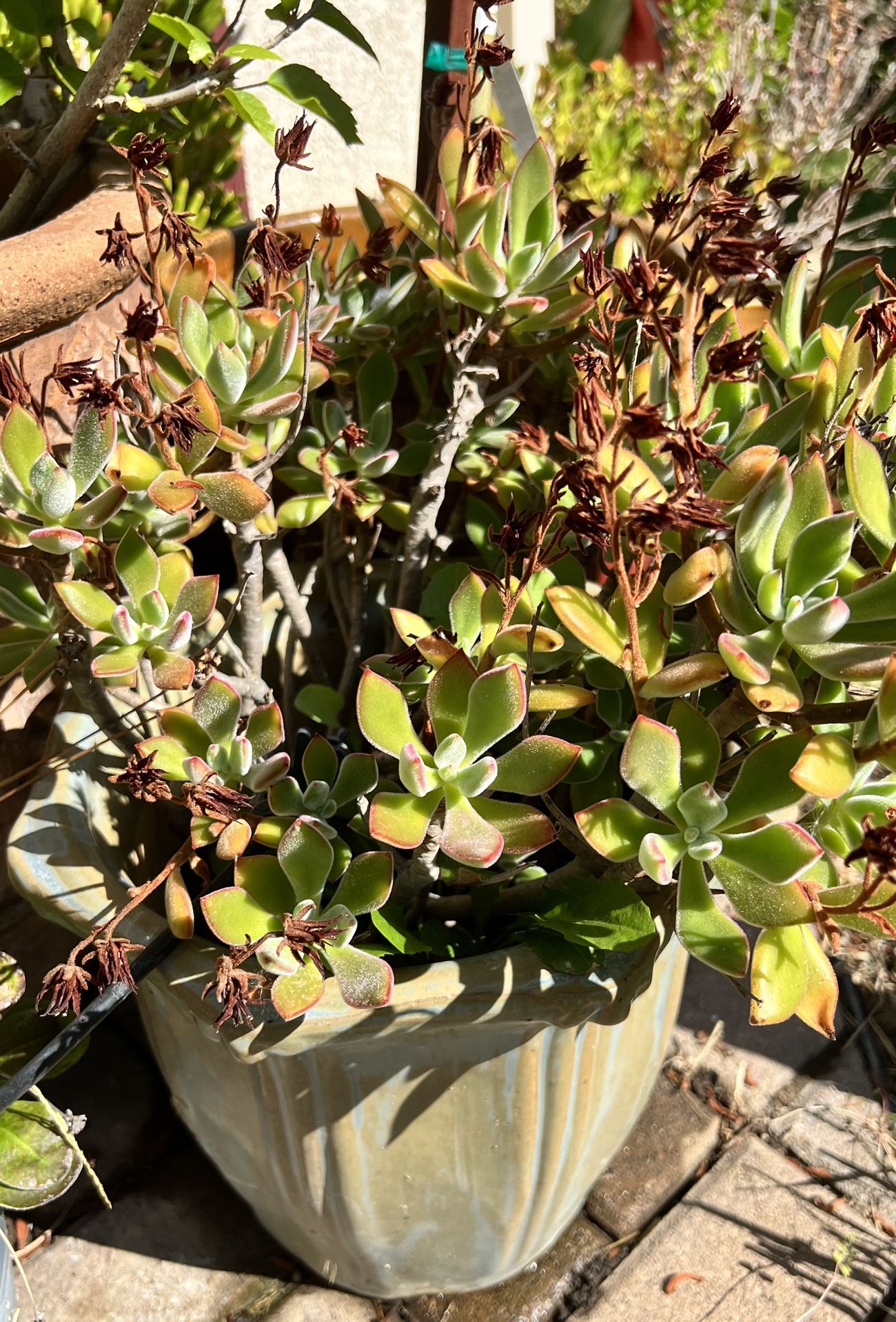 Pot With Flowering Succulent Plant
