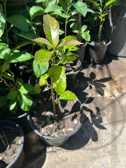 Avocado Tree
