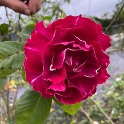 Rare European, Japan rose plants : Roger Lambelin