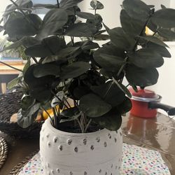Eucalipto Planta