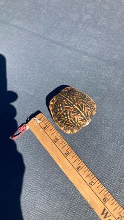 Empty ornate box turtle shell