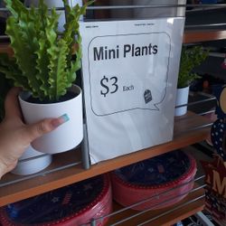 Mini Plants