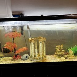 Fish Tank And Stand 