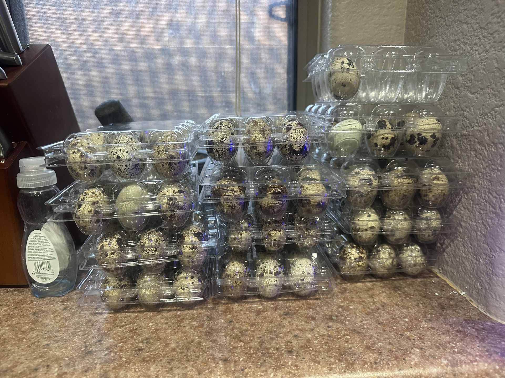 12 Dozen Quail Eggs Available 