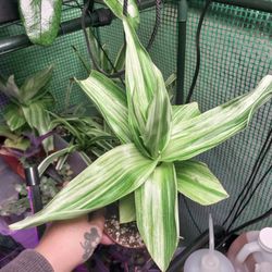 Callisia Fragrans Infinity