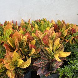 Croton Petra In 3 gls Pot. SPECIAL PRICE 🤩
