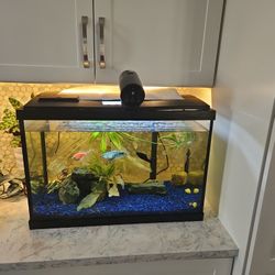 Fish And Fish Tank