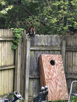 Cornhole boards